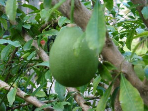 Crescent Cujete (or Maracas Tree!)         